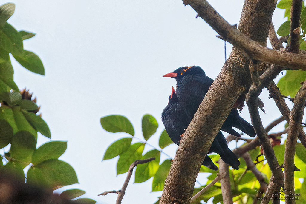 SOUTHERN HILL MYNA (Gracula indica) - Stäng / close